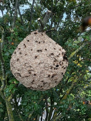 Hoornaar nest na de zomer. De bal is zo groot als een skippybal en heeft verschillende openingen.